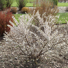 Load image into Gallery viewer, Prunus 'Easy as Pie' Cherry Bush
