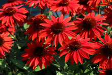 Load image into Gallery viewer, Echinacea "Red Ombre" Coneflower
