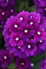 Load image into Gallery viewer, Verbena 'EnduraScape Purple Improved'

