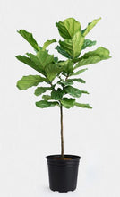 Load image into Gallery viewer, Ficus lyrata 'Fiddle-Leaf Fig'
