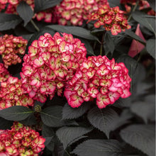 Load image into Gallery viewer, Hydrangea macrophylla 'Eclipse'
