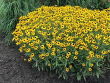 Load image into Gallery viewer, Rudbeckia fulgida 'American Gold Rush'
