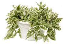 Load image into Gallery viewer, Tradescantia 'Pistachio White' Spiderwort
