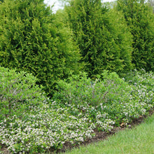 Load image into Gallery viewer, Aronia melanocarpa 'Ground Hug'
