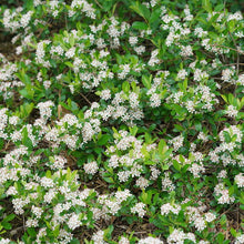 Load image into Gallery viewer, Aronia melanocarpa 'Ground Hug'
