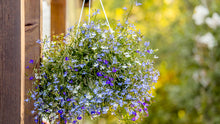 Load image into Gallery viewer, Lobelia '3 Color Combo' Hanging Basket

