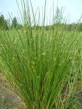 Load image into Gallery viewer, Juncus effusus 'Soft Rush' Grass
