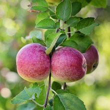 Load image into Gallery viewer, Prunus cerasifera 'Thundercloud' Plum Tree
