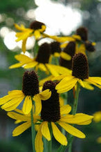Load image into Gallery viewer, Rudbeckia maxima "Giant Coneflower"
