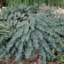 Load image into Gallery viewer, Sedum sieboldii 'October Daphne' Stonecrop
