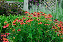 Load image into Gallery viewer, Echinacea 'Sunseekers Rainbow'
