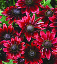 Load image into Gallery viewer, Black-Eyed Susan 'Cherry Brandy' Rudbeckia hirta
