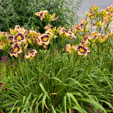 Load image into Gallery viewer, Hemerocallis 'Inkheart' Daylily
