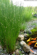 Load image into Gallery viewer, Juncus effusus 'Soft Rush' Grass
