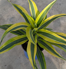 Load image into Gallery viewer, Dracaena warneckii 'Lemon Lime'

