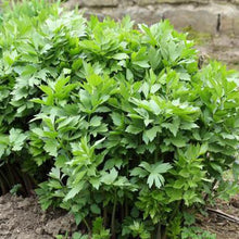 Load image into Gallery viewer, Lovage Herb
