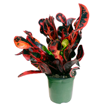 Load image into Gallery viewer, Codiaeum variegatum 'Mammy' Croton
