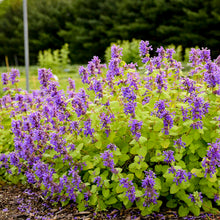 Load image into Gallery viewer, Nepeta ‘Chartreuse on the Loose' Catmint
