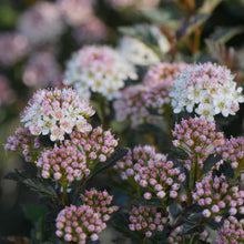 Load image into Gallery viewer, Physocarpus opulifolius 'Tiny Wine' Ninebark
