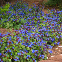 Load image into Gallery viewer, Ceratostigma plumbaginoides 'Plumbago'
