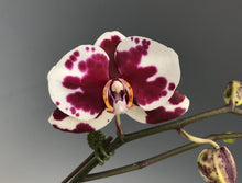 Load image into Gallery viewer, Orchid phalaenopsis
