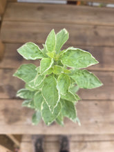 Load image into Gallery viewer, Basil Pesto Perpetuo
