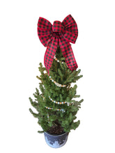 Load image into Gallery viewer, Alberta Spruce Planter
