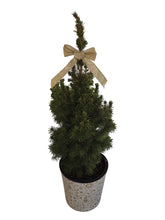 Load image into Gallery viewer, Alberta Spruce Planter
