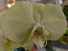 Load image into Gallery viewer, Orchid phalaenopsis
