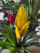 Load image into Gallery viewer, Bromeliad with Wicker Basket
