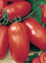 Load image into Gallery viewer, Tomato 'Roma Plum'
