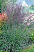 Load image into Gallery viewer, Schizachyrium scoparium 'The Blues'
