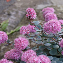 Load image into Gallery viewer, Sedum sieboldii 'October Daphne' Stonecrop
