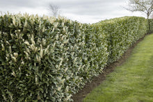 Load image into Gallery viewer, Prunus laurocerasus 'Schipkaensis’ Skip Laurel
