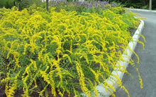 Load image into Gallery viewer, Solidago shortii 'Solar Cascade' Goldenrod
