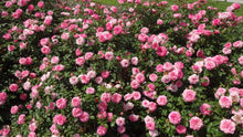 Load image into Gallery viewer, Rosa 'Sweet Drift' Rose Bush

