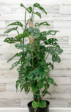 Load image into Gallery viewer, Philodendron 'Swiss Cheese'

