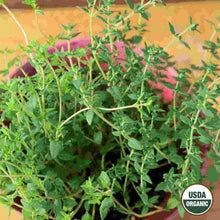 Load image into Gallery viewer, Thyme Organic Seeds
