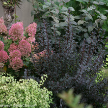 Load image into Gallery viewer, Physocarpus opulifolius 'Tiny Wine' Ninebark
