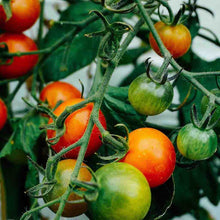 Load image into Gallery viewer, Tomato 'Large Red Cherry' Organic Seeds
