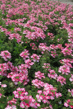 Load image into Gallery viewer, Verbena 'EnduraScape Pink Fizz'
