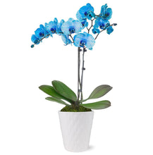 Load image into Gallery viewer, Orchid phalaenopsis
