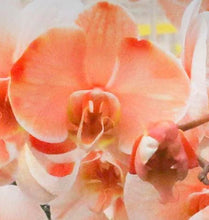 Load image into Gallery viewer, Orchid phalaenopsis
