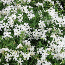 Load image into Gallery viewer, Creeping Phlox subulata 'White'
