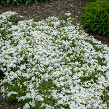 Load image into Gallery viewer, Creeping Phlox subulata 'White'
