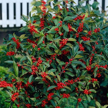 Load image into Gallery viewer, Ilex verticillata 'Winter Red' Winterberry
