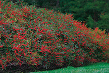 Load image into Gallery viewer, Ilex verticillata 'Winter Red' Winterberry
