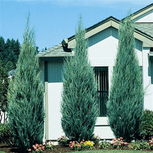 Load image into Gallery viewer, Juniperus chinensis 'Blue Point'
