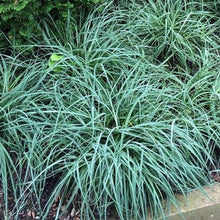Load image into Gallery viewer, Carex flacca 'Blue Zinger' Sedge

