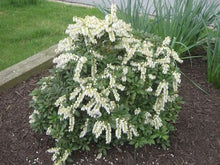 Load image into Gallery viewer, Pieris Japonica 'Mountain Snow' Japanese Pieris

